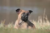 MALINOIS 1029